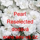 Řebř&iacute;ček bertr&aacute;m, Bertr&aacute;m obecn&yacute; Pearl Reselected