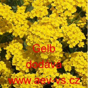 Tařice skaln&iacute; Gold Cloud