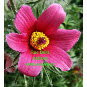 Koniklec obecn&yacute; Red Bells