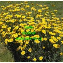 Rmen barv&iacute;řsk&yacute; Gelb