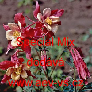 Orl&iacute;ček modr&yacute; Special Mix