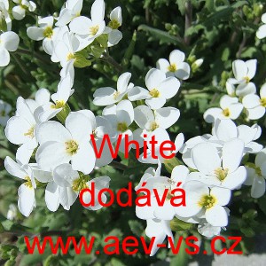 Husen&iacute;k kavkazsk&yacute; White