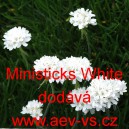 Tr&aacute;vnička př&iacute;mořsk&aacute; Ministicks White