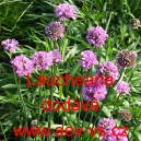 Tr&aacute;vnička př&iacute;mořsk&aacute; Laucheana