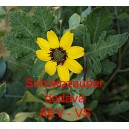 Berlandiera tmavočerven&aacute; Schokozauber