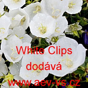 Zvonek karpatsk&yacute; White Clips