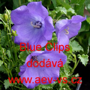 Zvonek karpatsk&yacute; Blue Clips