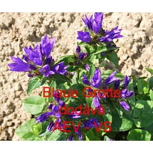 Zvonek klubkat&yacute; Blaue Grotte