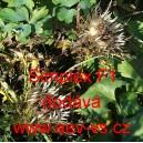 Pupava bezlodyžn&aacute; Simplex