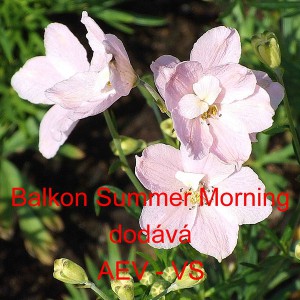 Ostrožka velkokvět&aacute;, č&iacute;nsk&aacute; Balkon Summer Morning