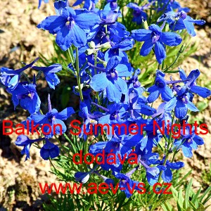 Ostrožka velkokvět&aacute;, č&iacute;nsk&aacute; Balkon Summer Nights