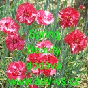 Hvozd&iacute;k p&eacute;rovit&yacute; Spring Beauty