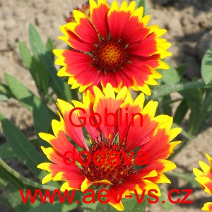 Kokarda osinat&aacute; Goblin