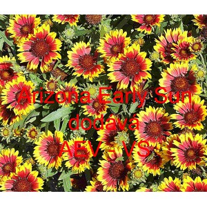 Kokarda zkř&iacute;žen&aacute; Arizona Early Sun