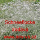 &Scaron;ater latnat&yacute; Schneeflocke