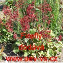 Dlužicha třeslicovit&aacute; Firefly