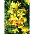 Třezalka tečkovan&aacute; Johanniskraut