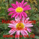 Řimbaba růžov&aacute;, Kopretina řimbaba, Kopretina červen&aacute; Robinson Giant