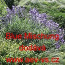 Levandule l&eacute;kařsk&aacute; Blue Mischung