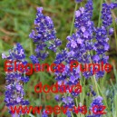 Levandule l&eacute;kařsk&aacute; Elegance Purple