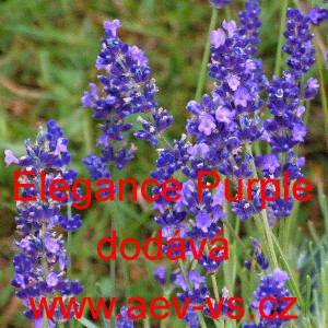 Levandule l&eacute;kařsk&aacute; Elegance Purple