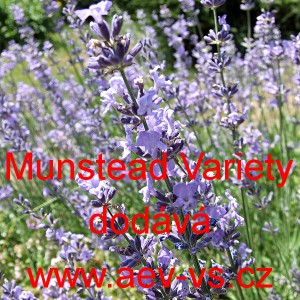 Levandule l&eacute;kařsk&aacute; Munstead Variety