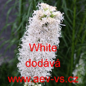 &Scaron;u&scaron;karda klasnat&aacute; White