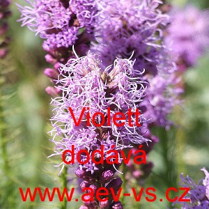 &Scaron;u&scaron;karda klasnat&aacute; Violet