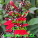 Lobelka n&aacute;dhern&aacute; Fan F1 Scarlet