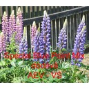 Vlč&iacute; bob mnoholist&yacute;, Lupina mnoholist&aacute; Special Blue Point Mix