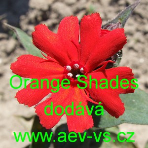 Kohoutek zkř&iacute;žen&yacute; Orange Shades