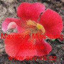 Kejkl&iacute;řka velkokvět&aacute;, zkř&iacute;žen&aacute; Maximus Mischung