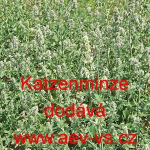 &Scaron;anta kočič&iacute; Katzenminze