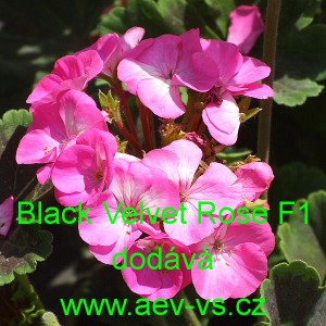 Mu&scaron;k&aacute;t p&aacute;skat&yacute; Black Velvet F1 Rose