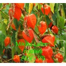 Mochyně židovsk&aacute; tře&scaron;eň Mikies Latern