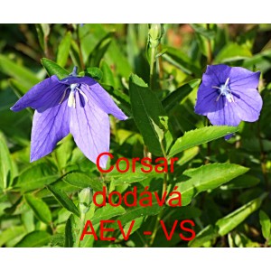 Boubelka velkokvět&aacute;, Boubel&iacute;k Corsar