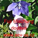 Boubelka velkokvět&aacute;, Boubel&iacute;k Fuji Mischung