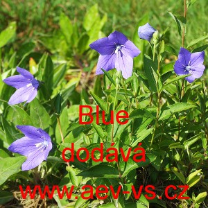 Boubelka velkokvět&aacute;, Boubel&iacute;k Blue