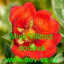 Mochna nep&aacute;lsk&aacute; Miss Villmot