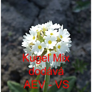 Prvosenka zoubkat&aacute; Kugel Mix