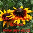 Třapatka srstnat&aacute; Gloriosa Daisy