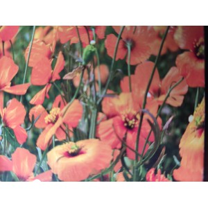 Stylomekon různolist&yacute; Orange