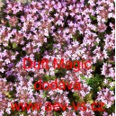 Mateř&iacute;dou&scaron;ka &uacute;zkolist&aacute; Duft Magic