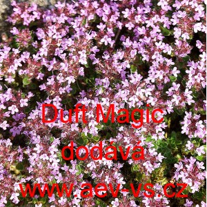 Mateř&iacute;dou&scaron;ka &uacute;zkolist&aacute; Duft Magic