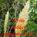 Pampas dvoudom&yacute; White