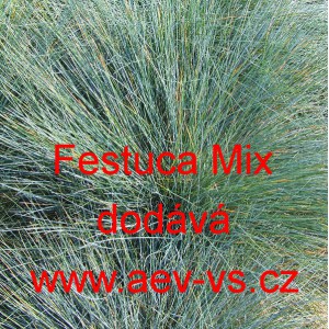 Kostřava siv&aacute; Mix