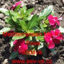 Barv&iacute;nek růžov&yacute; Mediterranean Mix F1