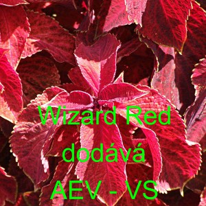 Africk&aacute; kopřiva, Pochvatec ozdobn&yacute;, &scaron;i&scaron;&aacute;kovit&yacute;, Kopřivěnka zkř&iacute;žen&aacute; Wizard Velvet Red
