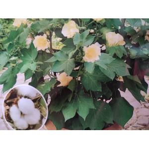 Bavln&iacute;k bylinn&yacute; Topfbaumwolle