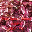 Podrostovka listoklas&aacute; Rose Splash Select